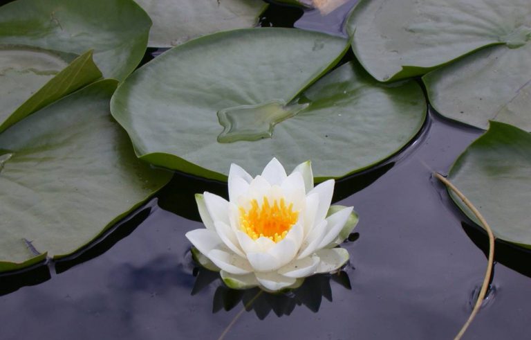 Lotus Çiçeği Hakkında Bilgiler