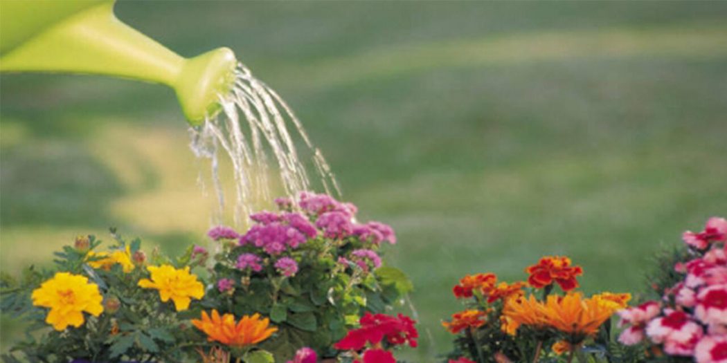 Rüyada Çiçek Sulamak Ne Anlama Gelir? Nedir ve Nasıl