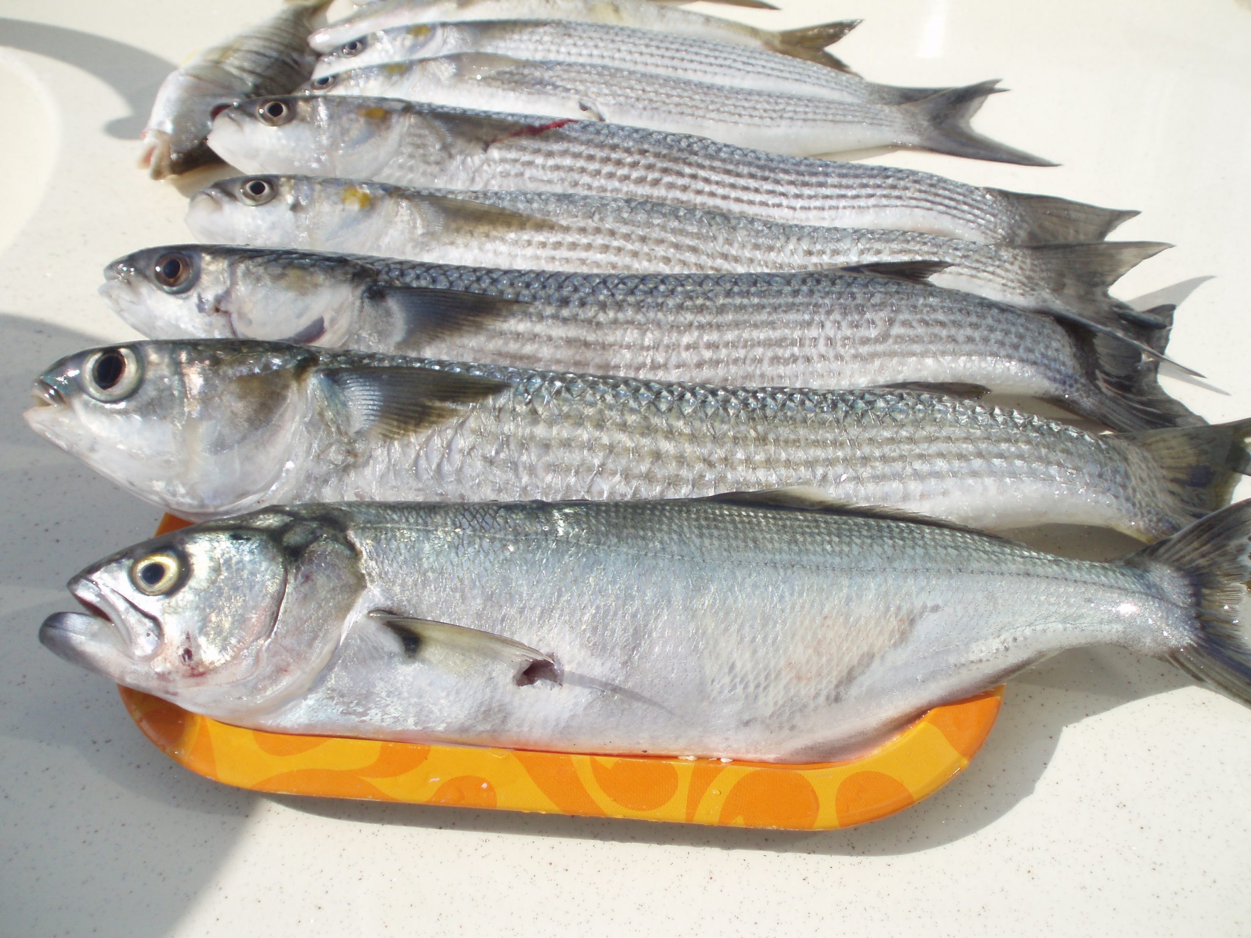 Rüyada Çiğ Balık Yemek Ne Anlama Gelir? - Nedir ve Nasıl