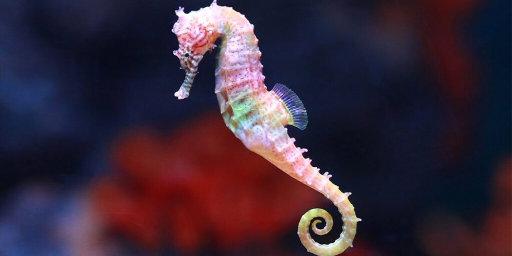 Rüyada Denizatı Görmek Ne Anlama Gelir? - Nedir ve Nasıl