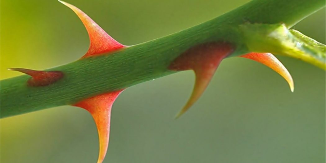 Rüyada Diken Görmek Ne Anlama Gelir? - Nedir ve Nasıl