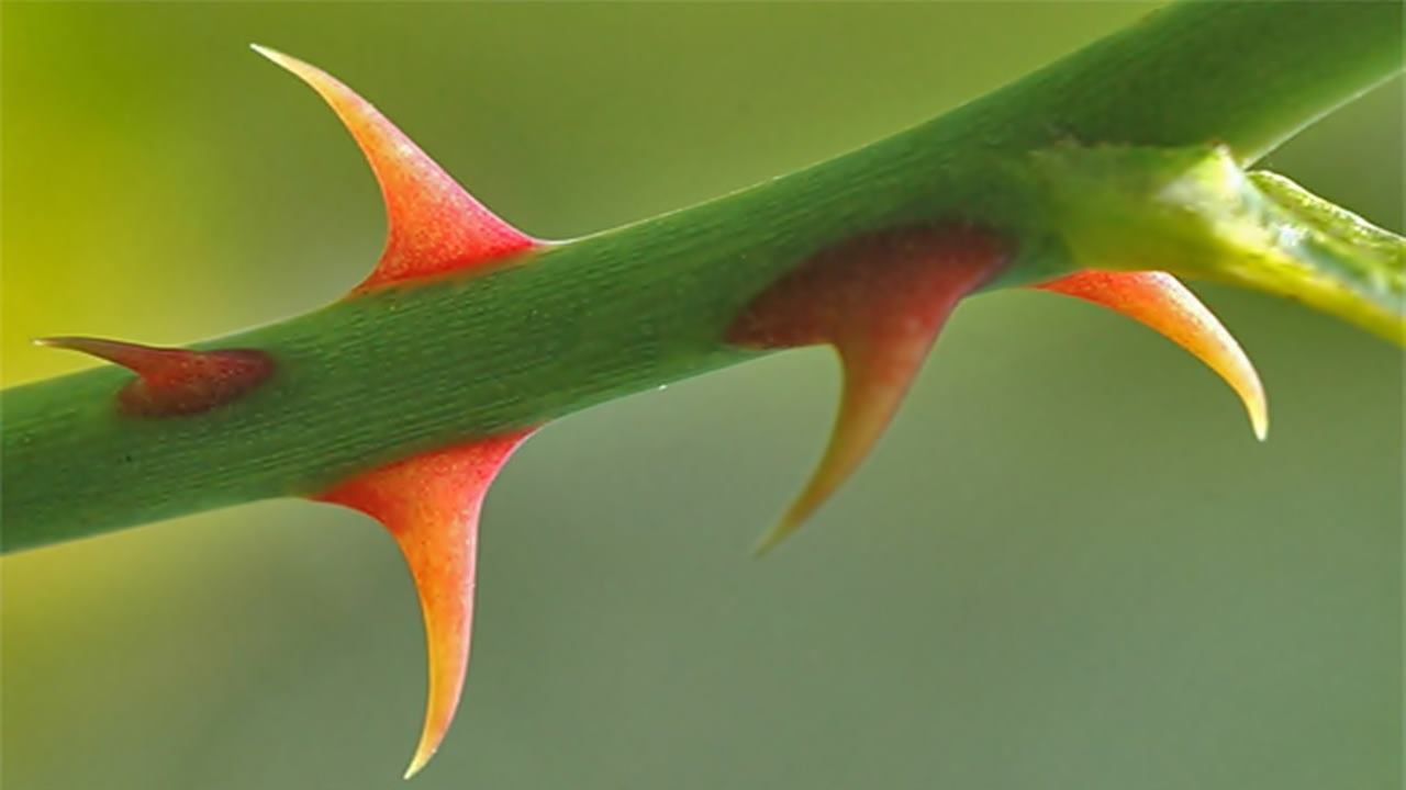 Rüyada Diken Görmek Ne Anlama Gelir? - Nedir ve Nasıl